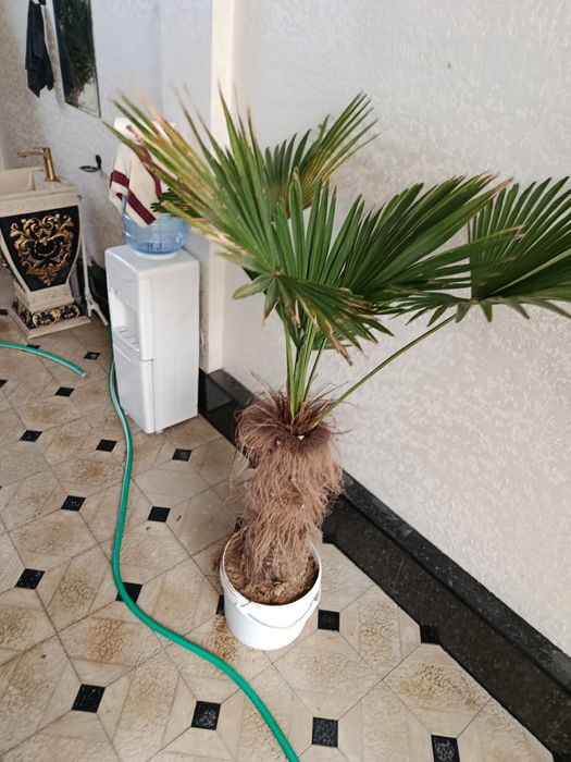 Srochno prodam derevya