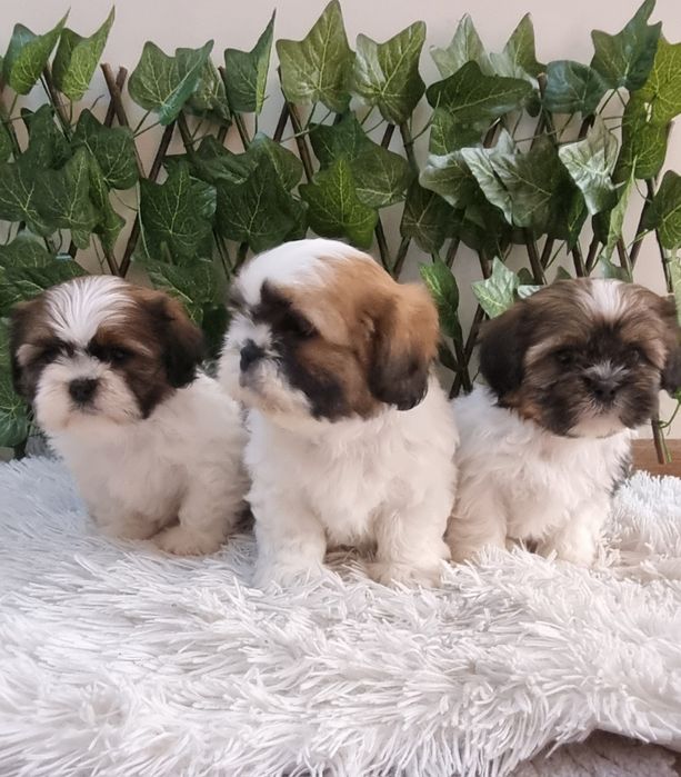 Ши Тцу Shih Tzuu