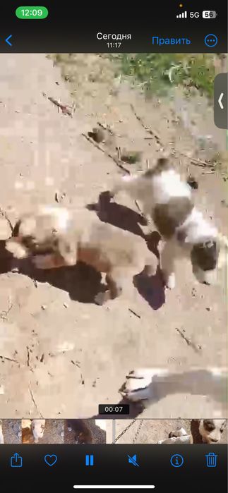 Щенки алабай бойцовские