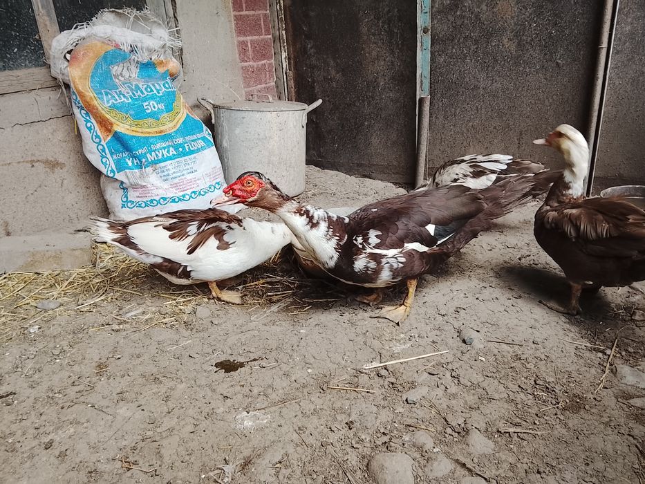 Продам Индо утки