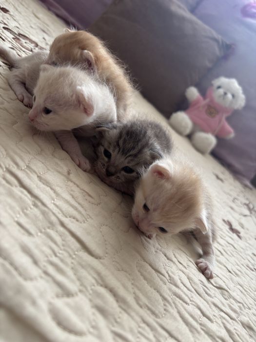 Кошка с котятами