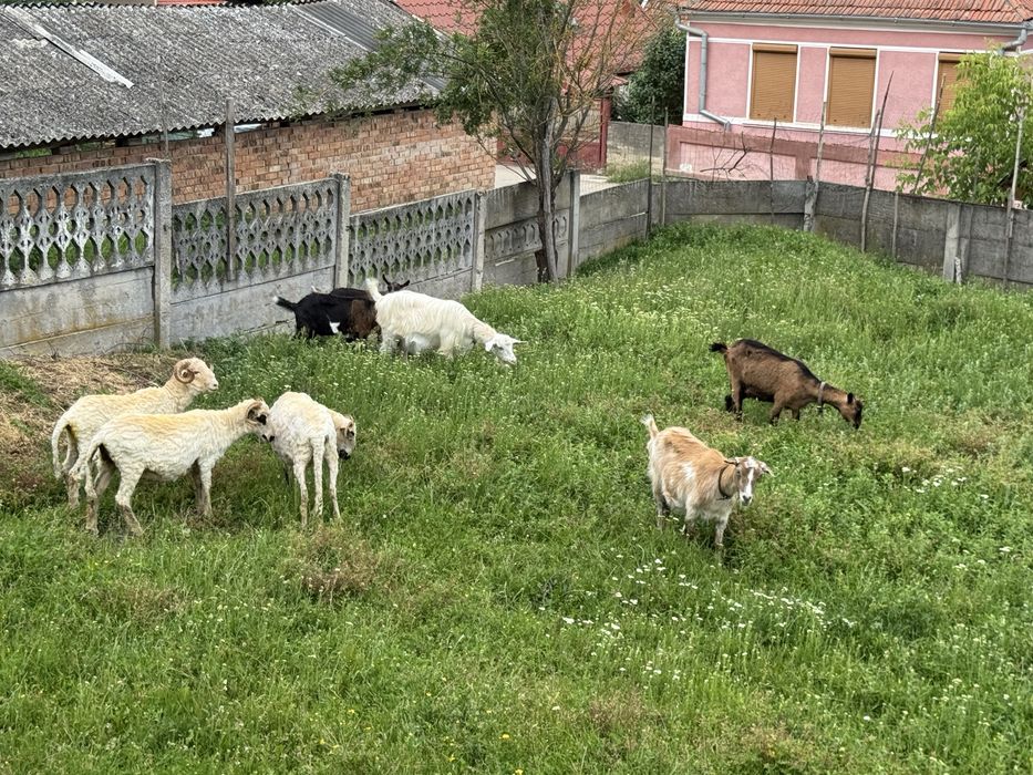 Vand capre plus iezi