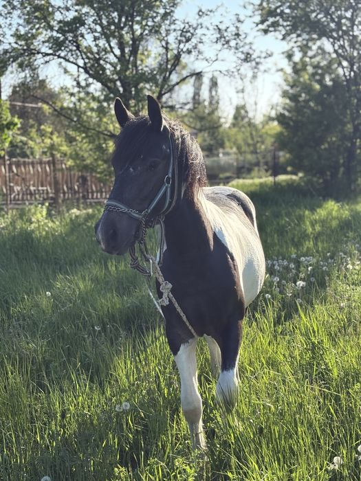 ARMASAR 11 luni Gypsy Vanner