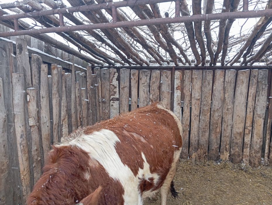 Продам Быка симментал