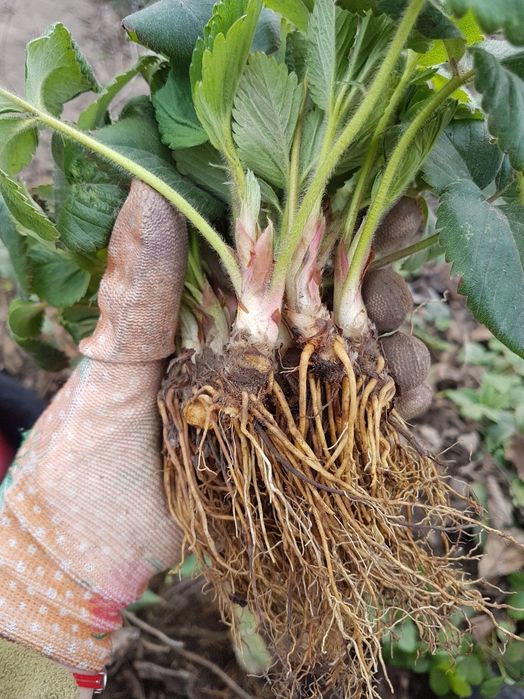 Клубника чистая рассада