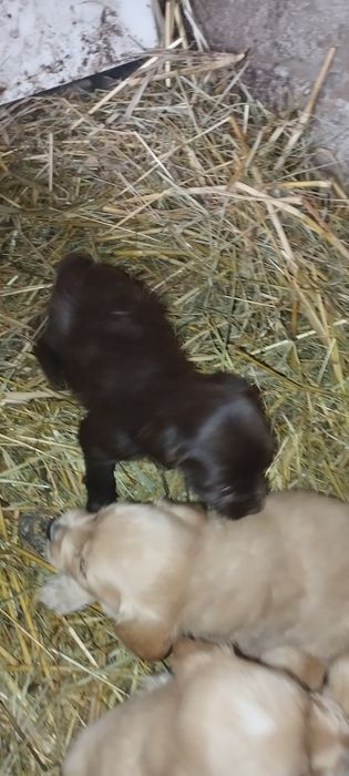 Шенки спаниелья 1 месяц