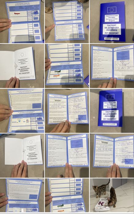 Бенгалско коте, момче, момиче