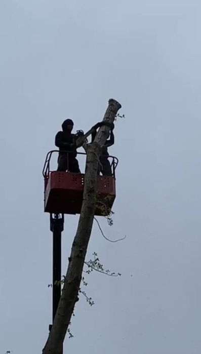 Спил деревьев . Обрезка