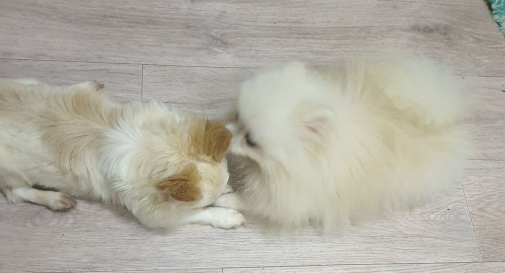 Ждёт  невест шпиц