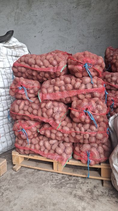 Vând cartofi consum