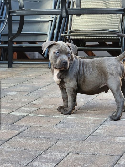 American bully xl