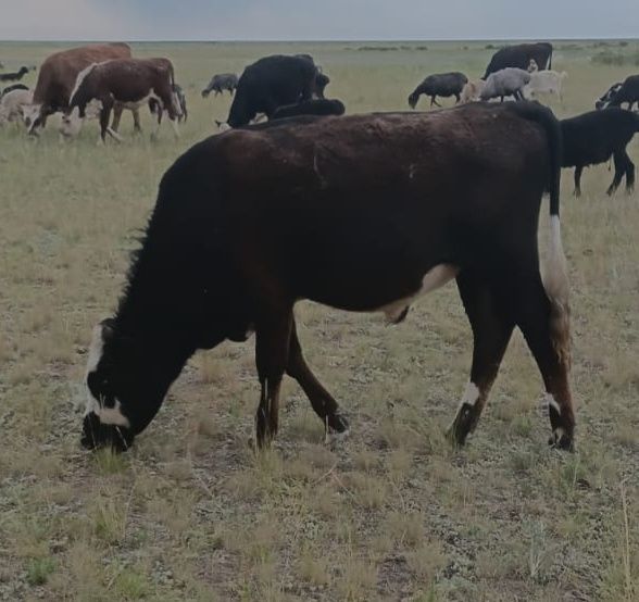 Бұқа сатамын, бағасы келісімді.  2 бұқа -2 жасар. 3 бұқа - 1,6 жасар.