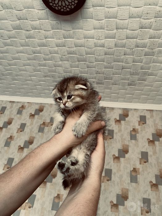 Mushuk shinshila zotli кошка
