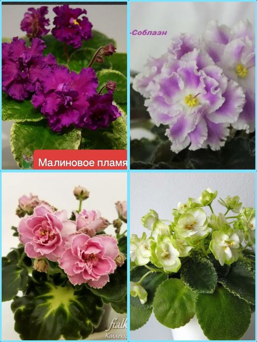 Продам детки сортовых фиалочек