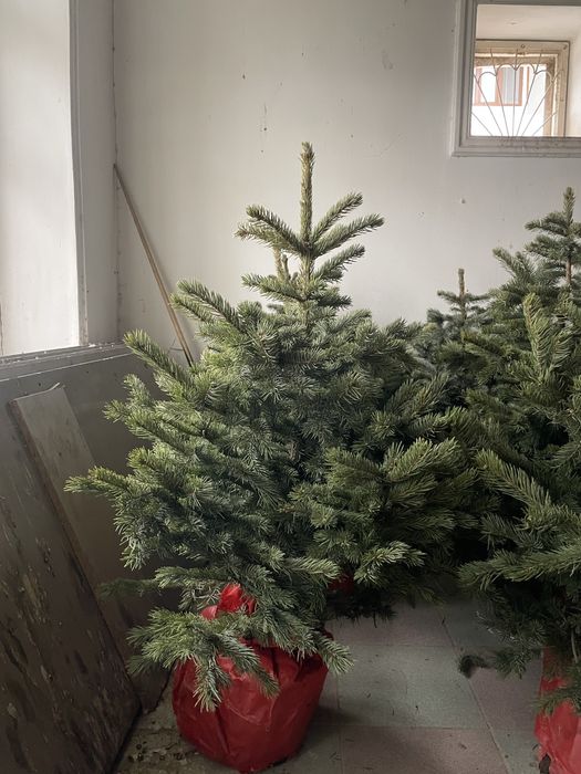 Голубой ель отправка по всей Казахстану