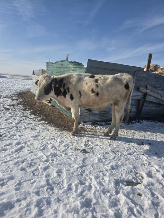 Продам бычка возраст 2 года