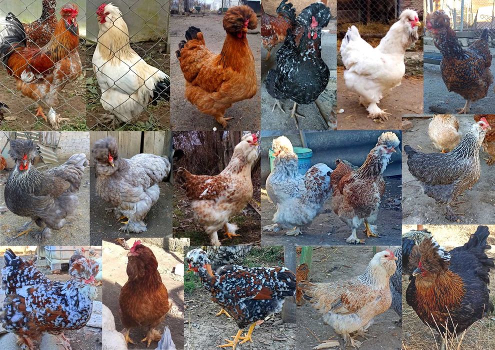 ouă incubat găini moțate- bărboase- încălțate- gât- golașe