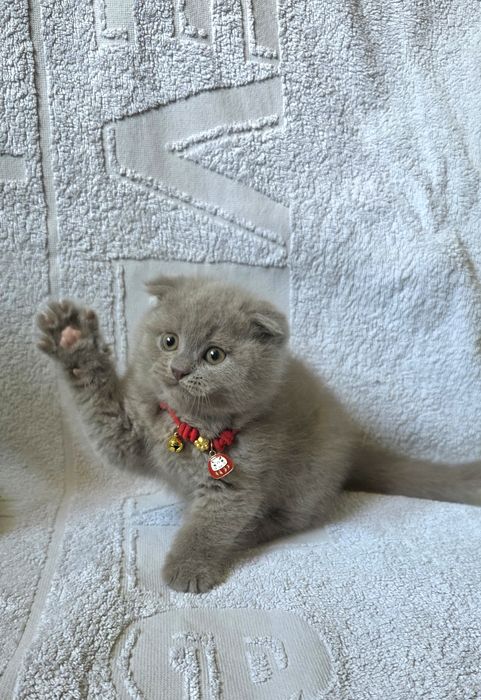 Шотландские лиловые котятки