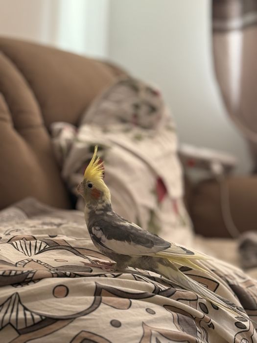 Попугай с клеткой