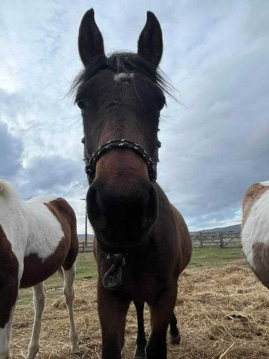 Продавам бебета кончета