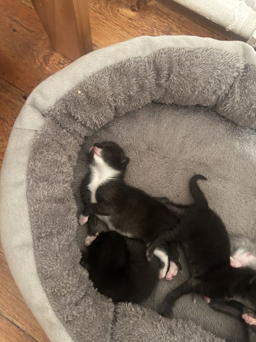 Отдам котят в хорошие руки