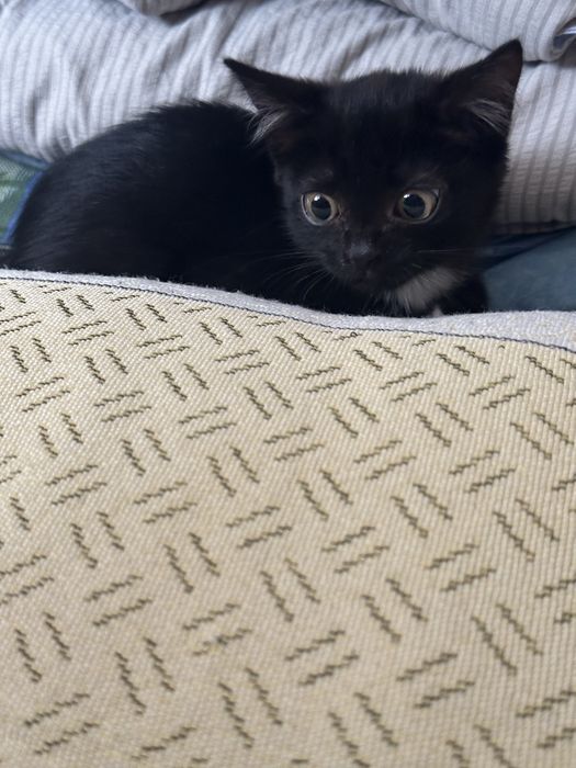 Отдам маленькое счастье в добрые руки