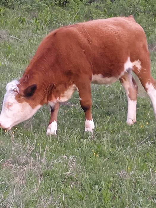 Vând vițică tânără foarte blândă