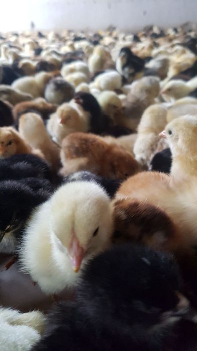 Dostim bilan onanizm