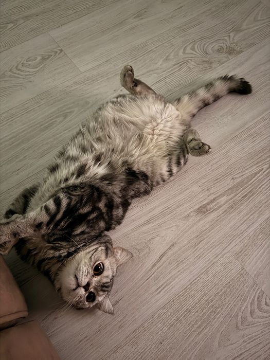 Кот прямоухий шотландец