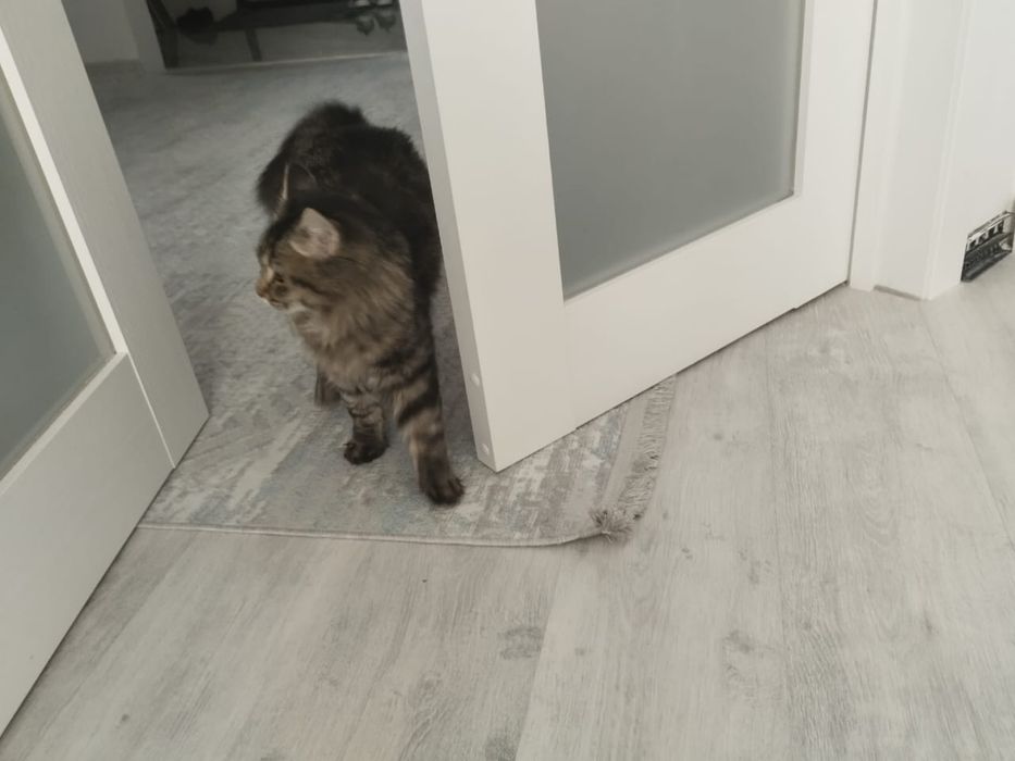 Отдаю кошку бесплатно