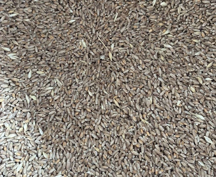 Vand triticale de calitate