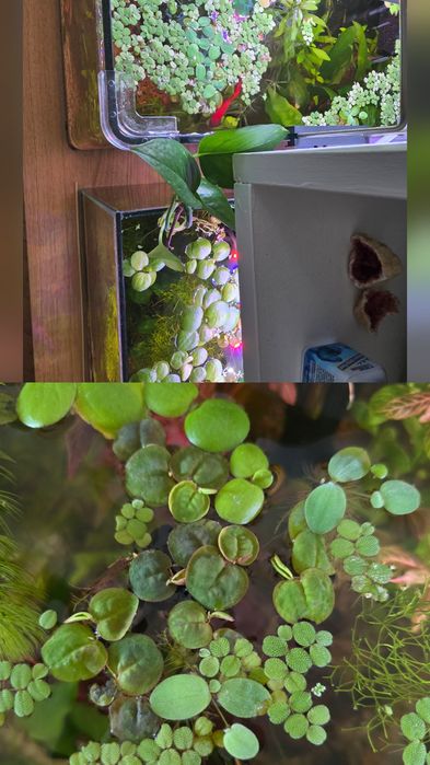 Plante acvariu, decorațiuni acvariu, creveti neocaridina blue