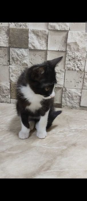 Котёнок мальчик в семью!