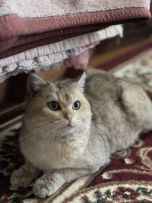 Золотая Шиншилла