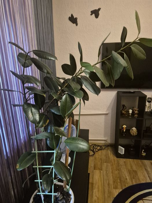 Продам Фикус Эластика домой или в офис