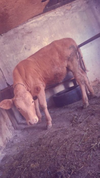 Vand vitea angus