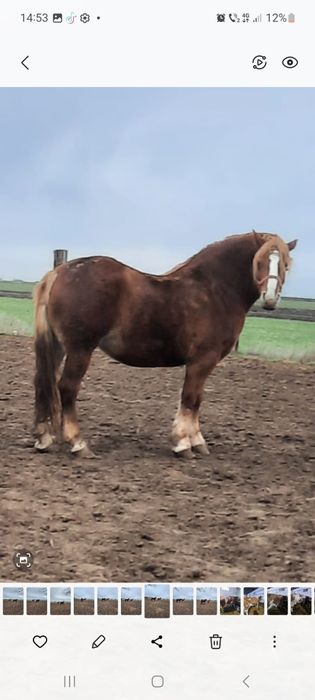 Doua manze de vanzare