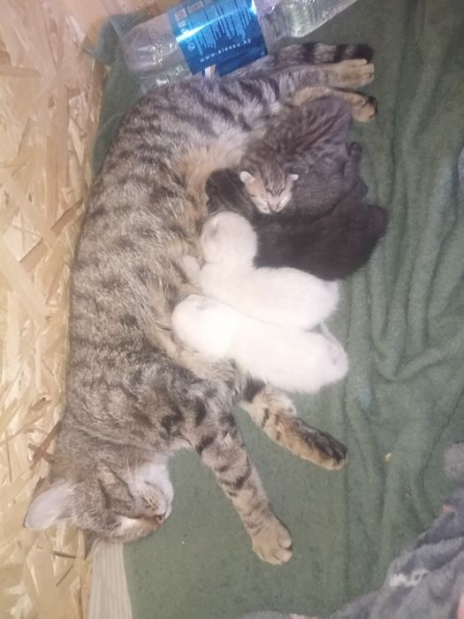 Мысыктар бар тегын берыледы