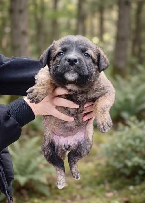 Щенки в добрые руки