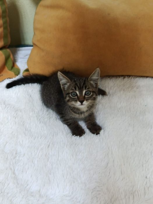 Котёнок в добрые ручки