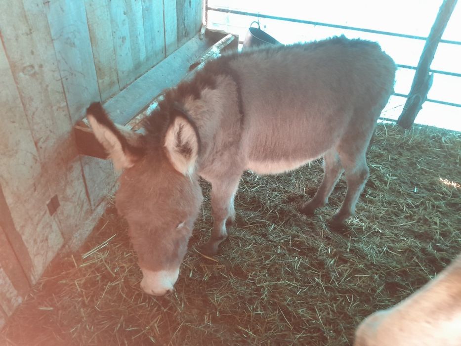 Vând magarita tânără