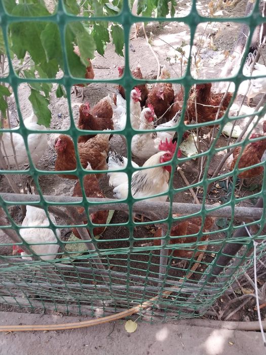 Продаются куры Адлер и Ломан браун
