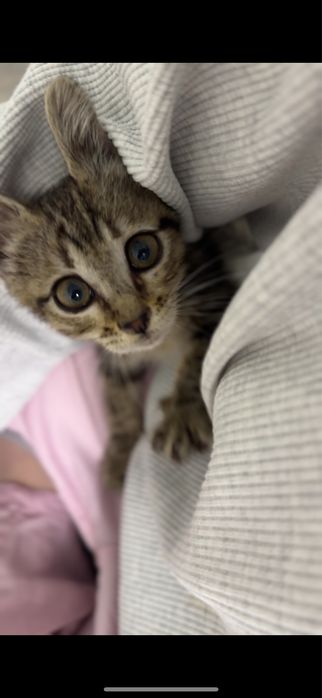 Котенок 2 месяца