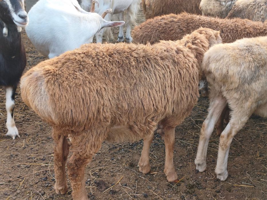 Продам ягненок Едильбайский