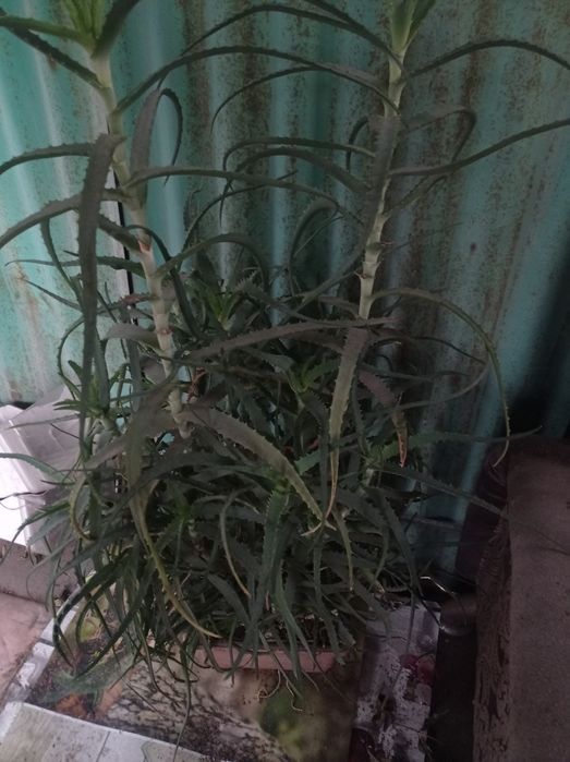 Продам алоэ в горшке