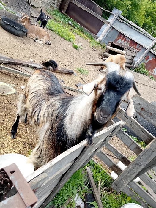 Продам дойную козу с козленком(девочка)и козла