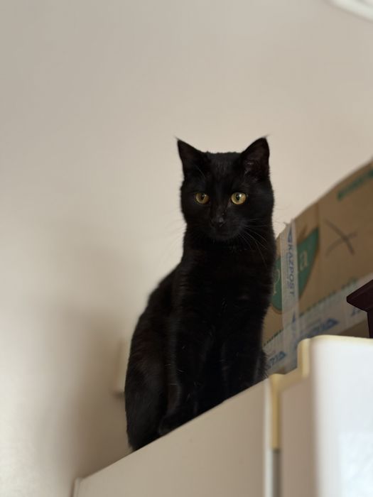 Багира красивая ласковая кошка