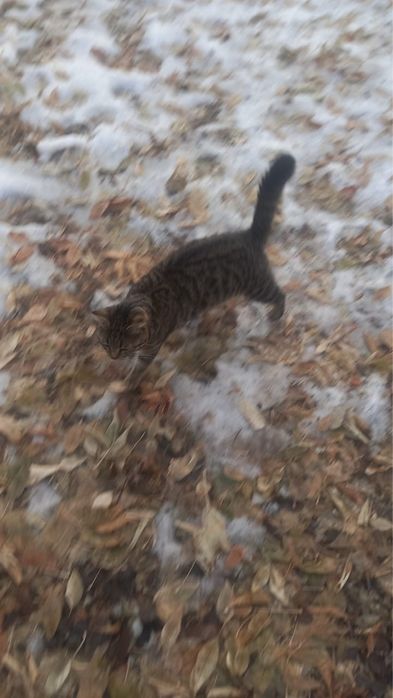 Отдам котят в добрые руки