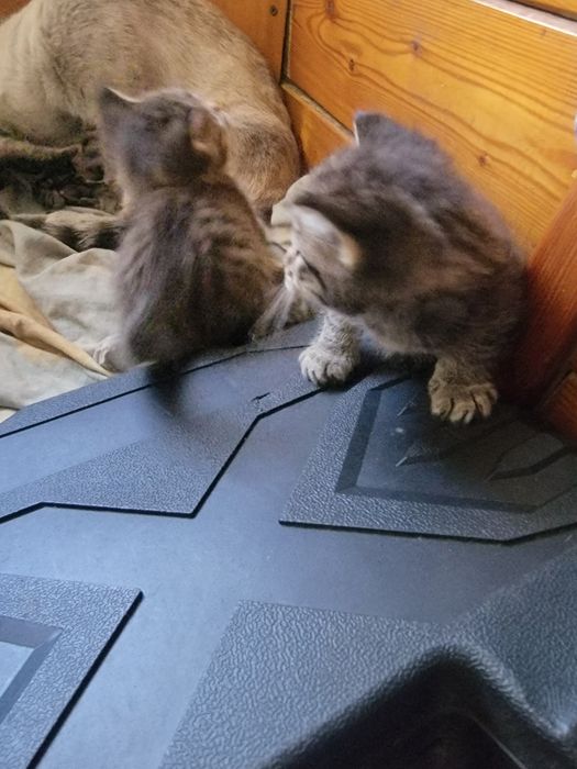 Отдаём котят в хорошие руки