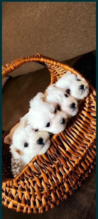 Мини Малтийска Болонка